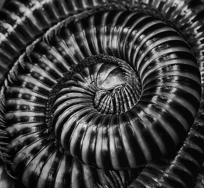 Millipede Spiral